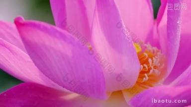新鲜的粉红色莲花。版税高品质的免费股票画面美丽的粉红色莲花。<strong>背景</strong>是粉红色的莲花和黄色的莲花芽在池塘。乡村和平场面
